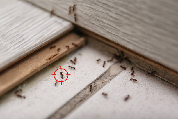 Wasp Removal Services in Monarch Mill, SC